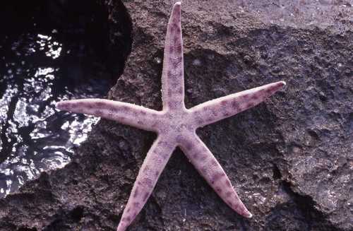 Archaster lorioli