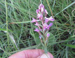 Disa stachyoides