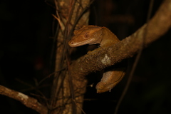 Correlophus ciliatus