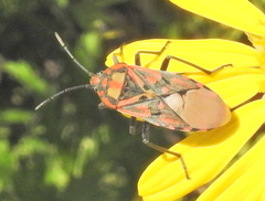 Spilostethus pandurus elegans