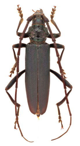 Musk beetle