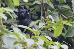 Black Tamarin photo 3