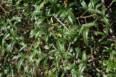 Rubus schmidelioides schmidelioides