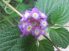 Lantana megapotamica