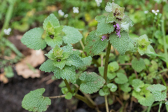 Lamium purpureum purpureum