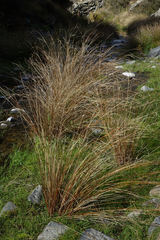 Carex buchananii