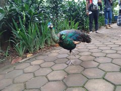 Pavo muticus