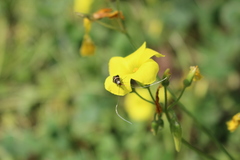 Adela australis