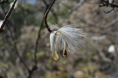 Pseudobombax palmeri