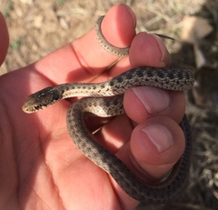 Thamnophis elegans vagrans