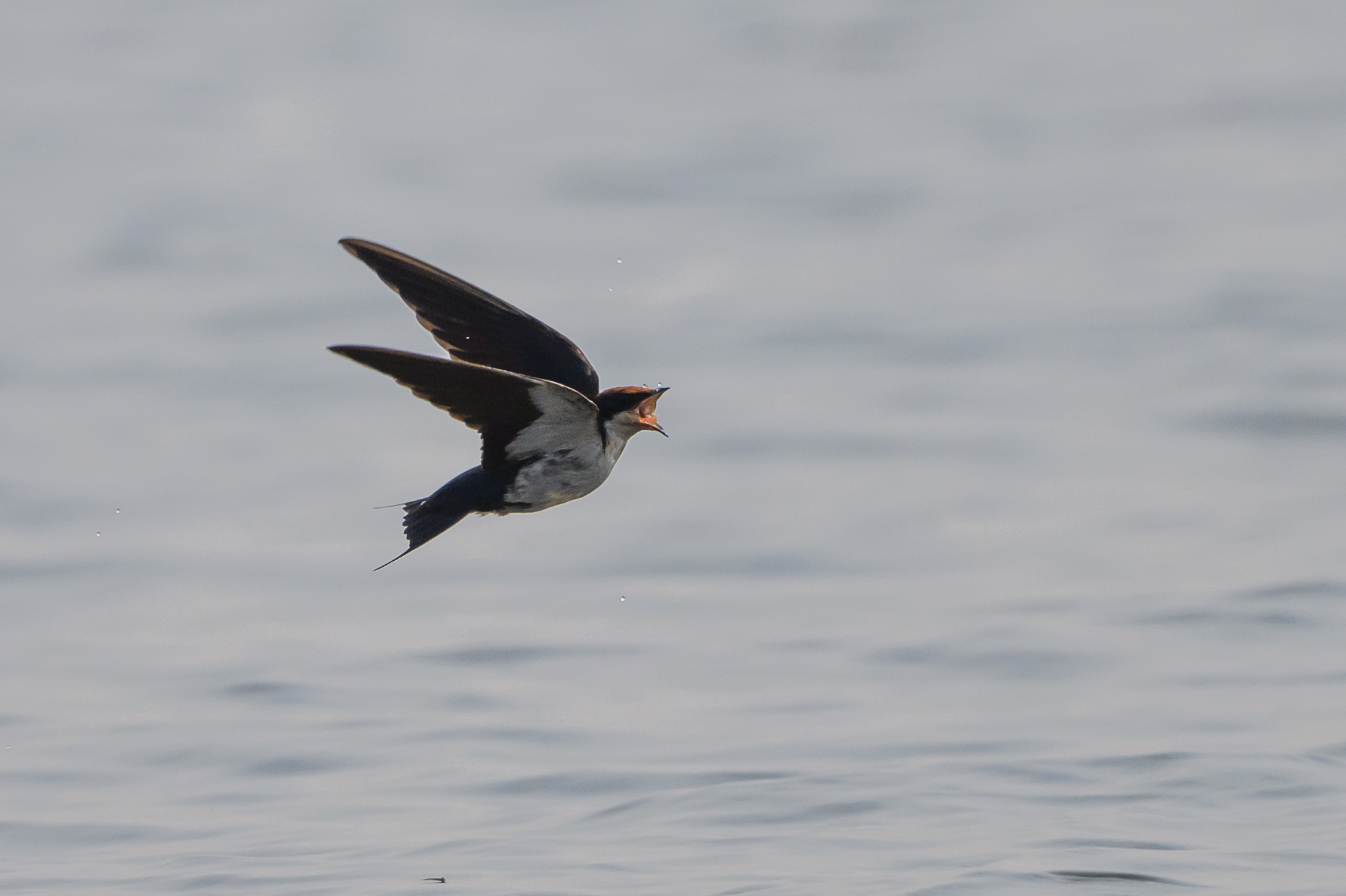 Wire-tailed Swallow