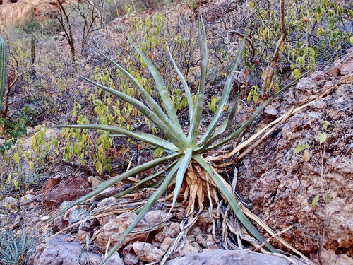 Agave chrysoglossa