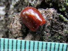 Plagiodera erythroptera