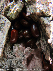 Plagiodera erythroptera