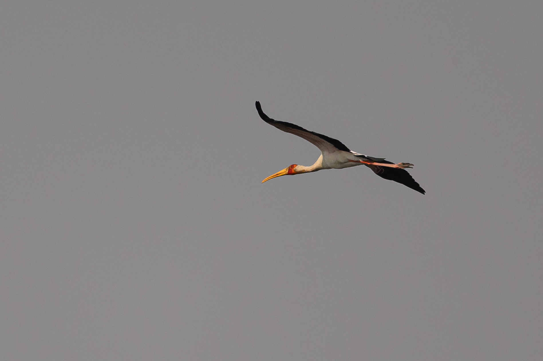 Yellow-billed Stork
