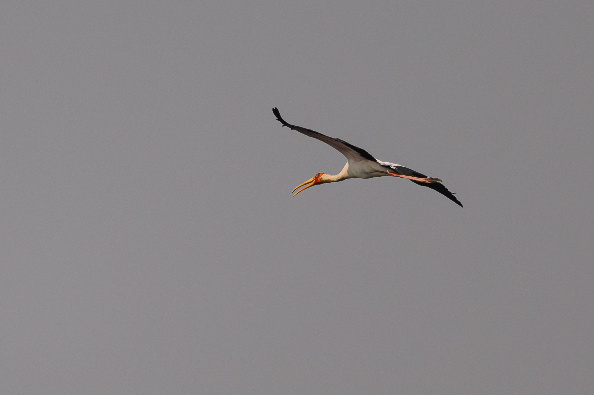 Yellow-billed Stork