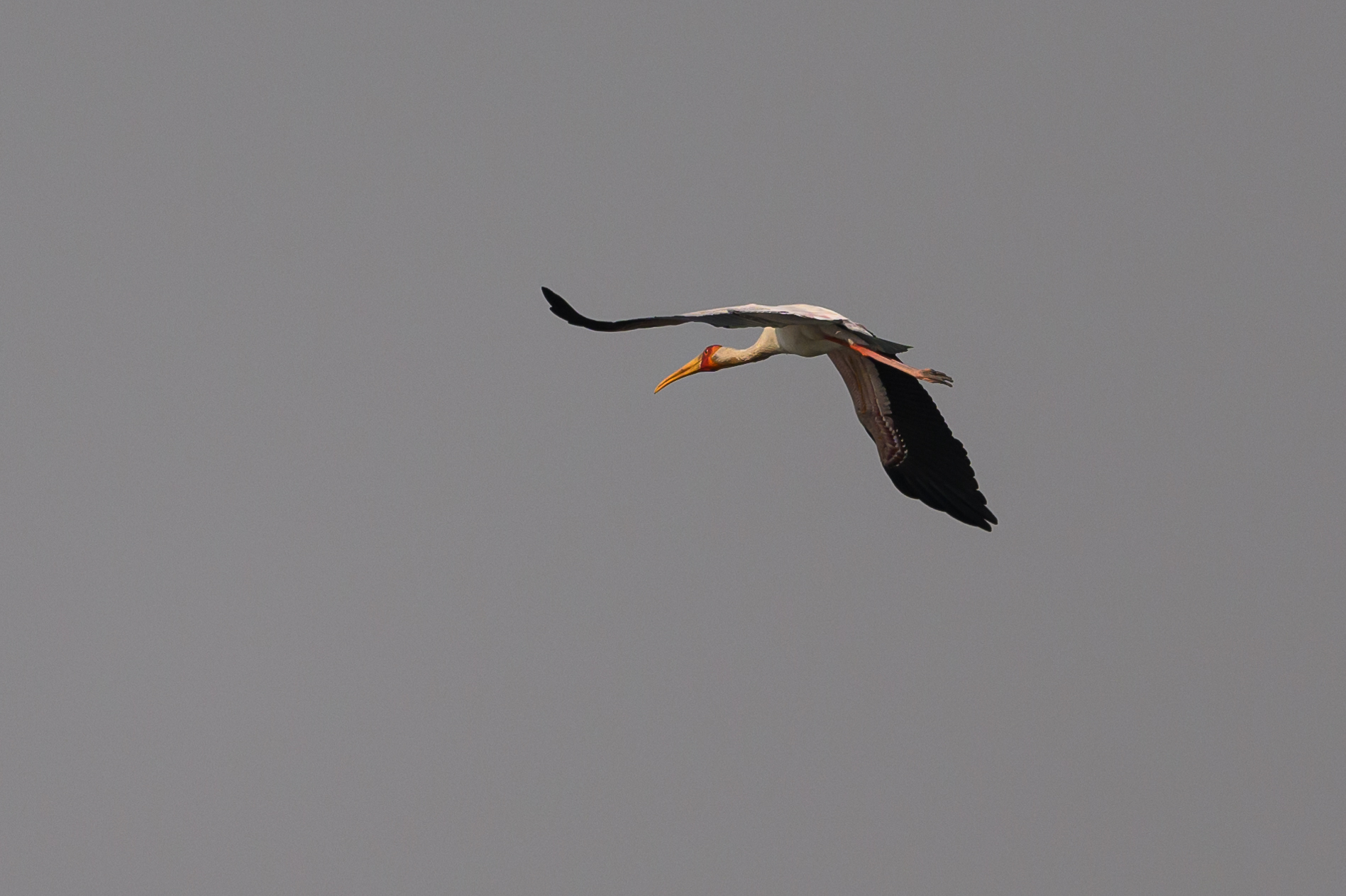 Yellow-billed Stork