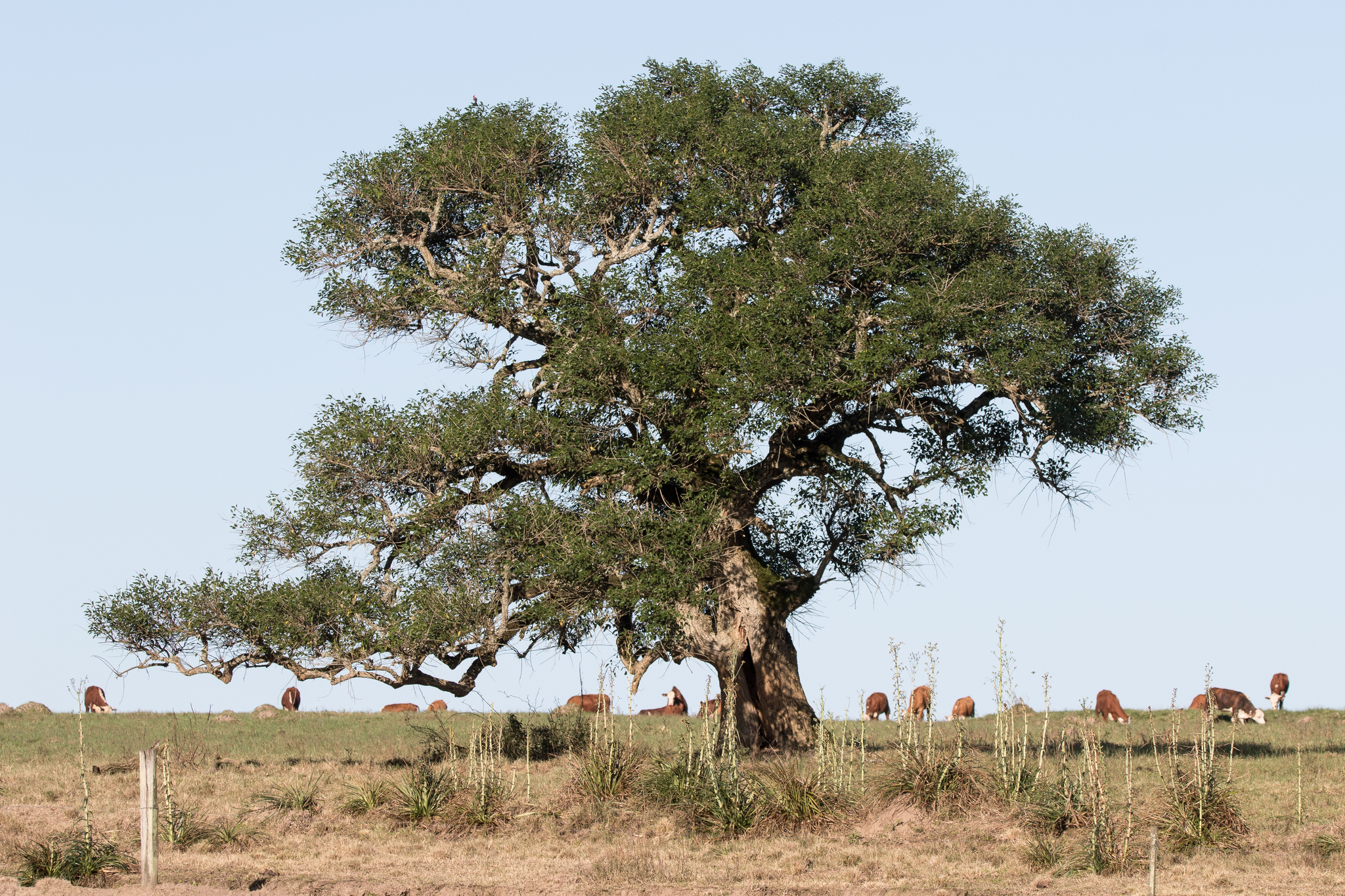 Erythrina crista-galli