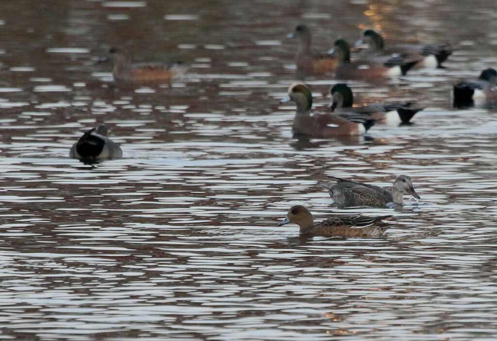 Eurasian Wigeon from Worcester County, MD, USA on November 11, 2023 at ...