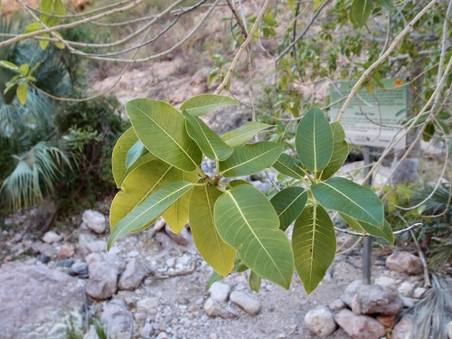 Image of Ficus insipida by (c) Sue Carnahan, some rights reserved (CC BY)