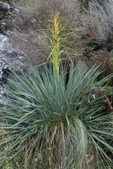 Aciphylla scott-thomsonii