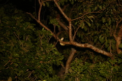 Mniarogekko chahoua