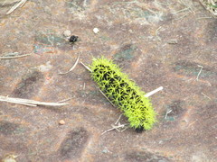 Leucanella viridescens
