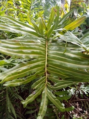 Acrostichum danaeifolium