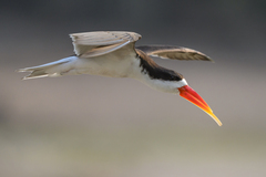 African Skimmer photo 2