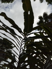 Acrostichum danaeifolium