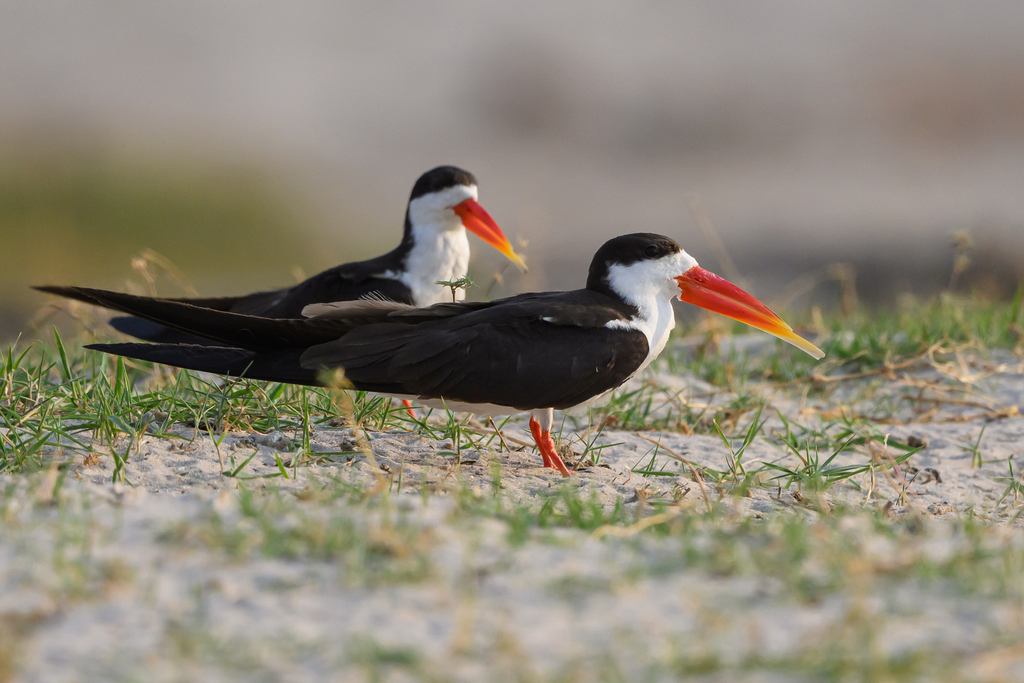 African Skimmer