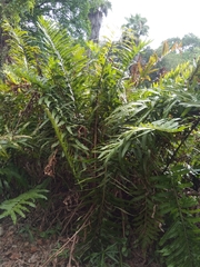 Acrostichum danaeifolium