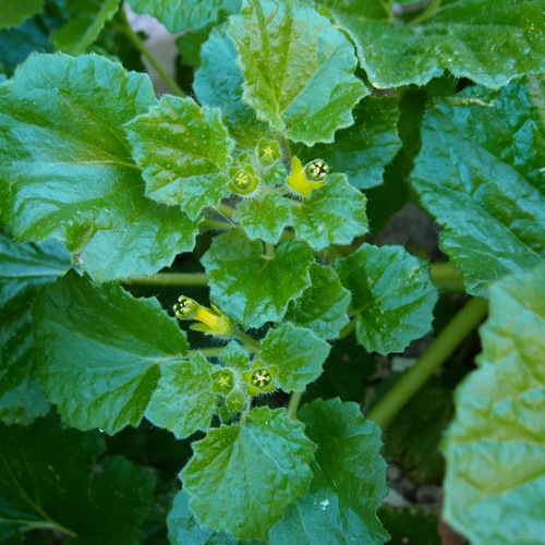 Rock nettle (Eucnide rupestris)