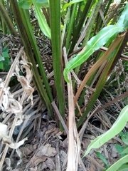 Acrostichum danaeifolium