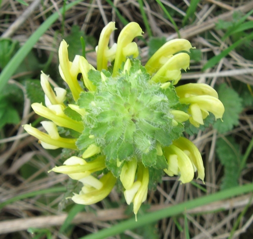 Canadian lousewort
