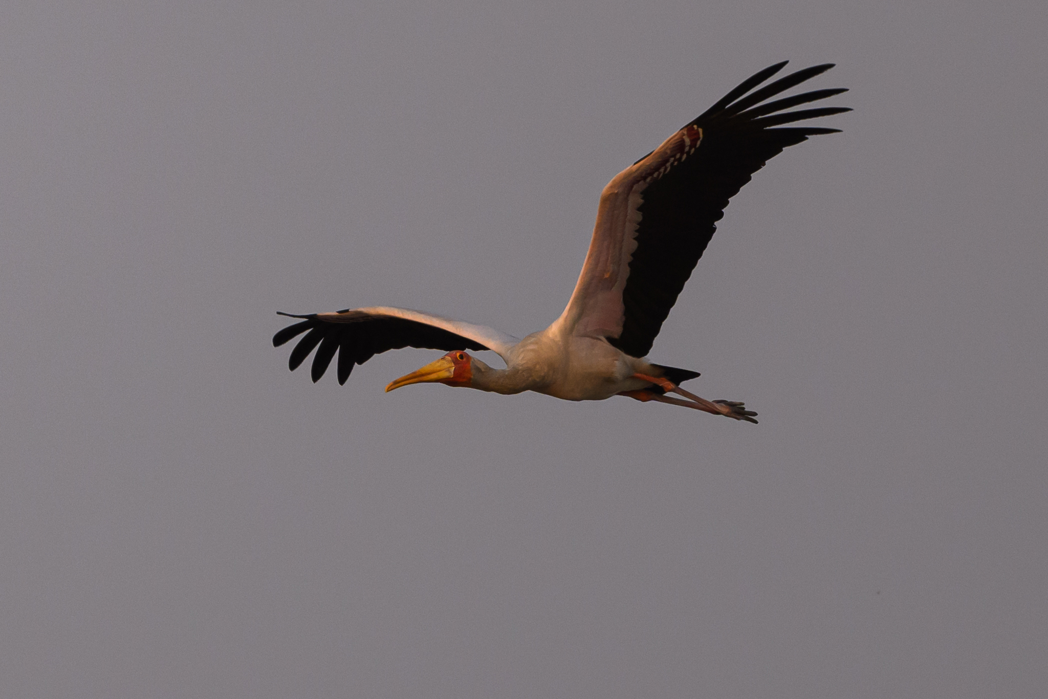 Yellow-billed Stork