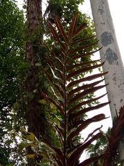 Acrostichum danaeifolium