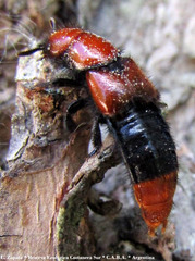 Haematodes bicolor