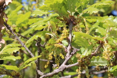 Quercus pubescens