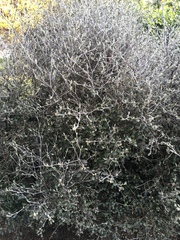 Corokia macrocarpa