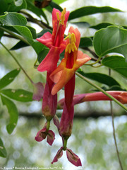 Dolichandra cynanchoides