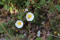 Adela australis