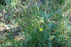 Anthoxanthum odoratum