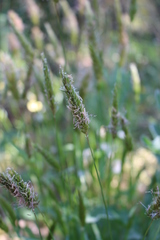 Anthoxanthum odoratum