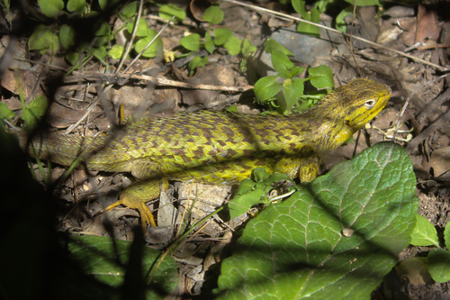 Chilean Tree Iguana, Liolaemus chiliensis