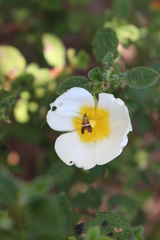 Adela australis
