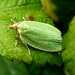 Green Oak Tortrix - Photo (c) gailhampshire, some rights reserved (CC BY)