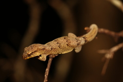 Bavayia