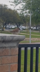 Passer domesticus