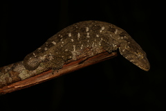 Rhacodactylus leachianus